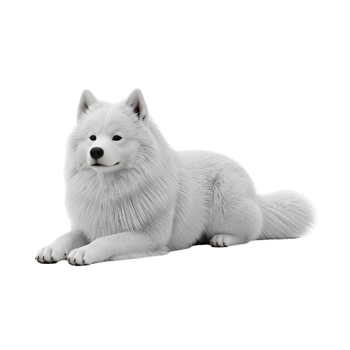 Samoyed