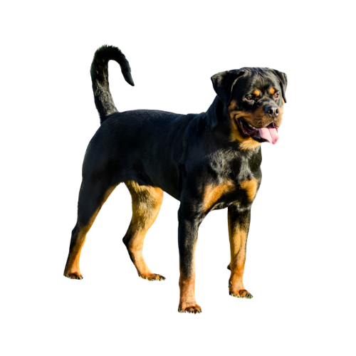 Rotveyler