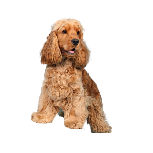Koker spaniel