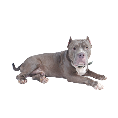 Pitbul